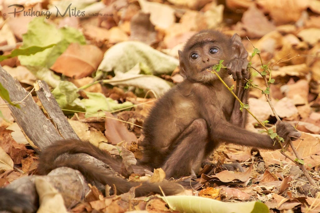 Baby langur monkey