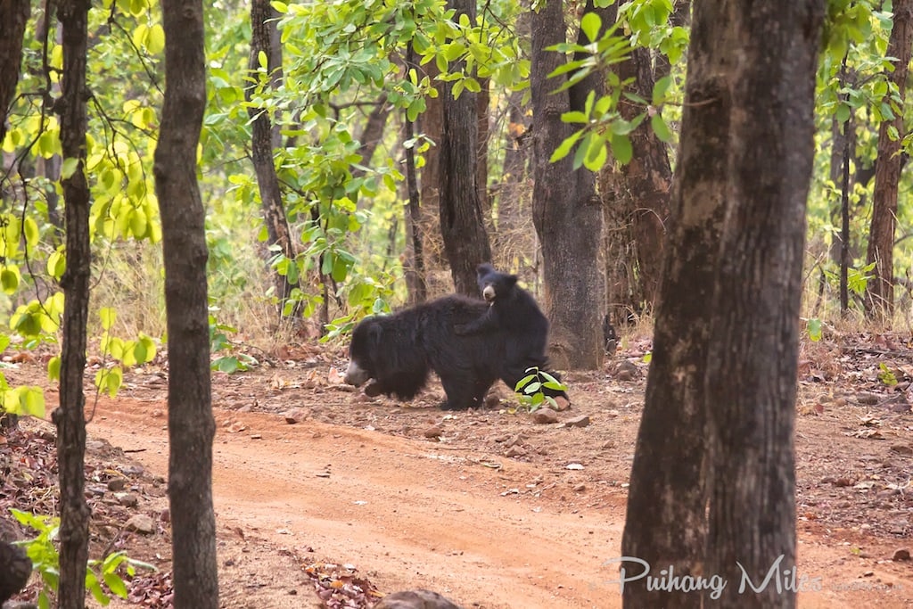 Sloth Bears in Bandhavgarh National Park, where you can also photograph Bengal Tigers