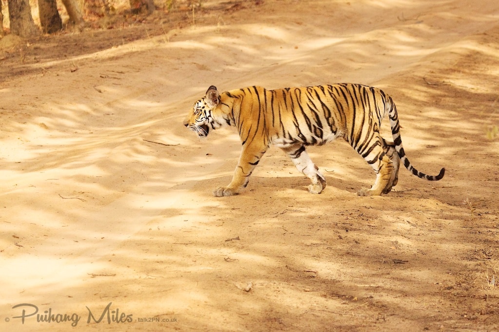 Tiger cub crossing the road