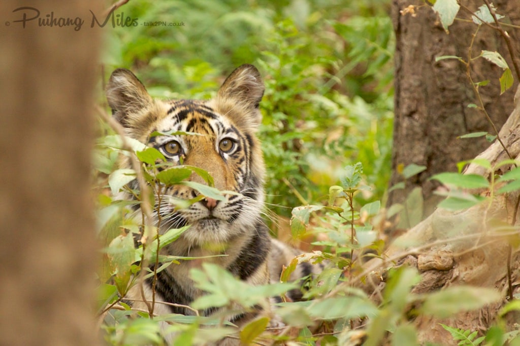 Tiger cub in the bushes as photographed on our tiger safari