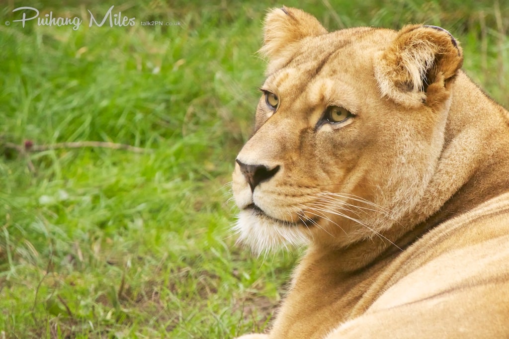 Barbary Lioness