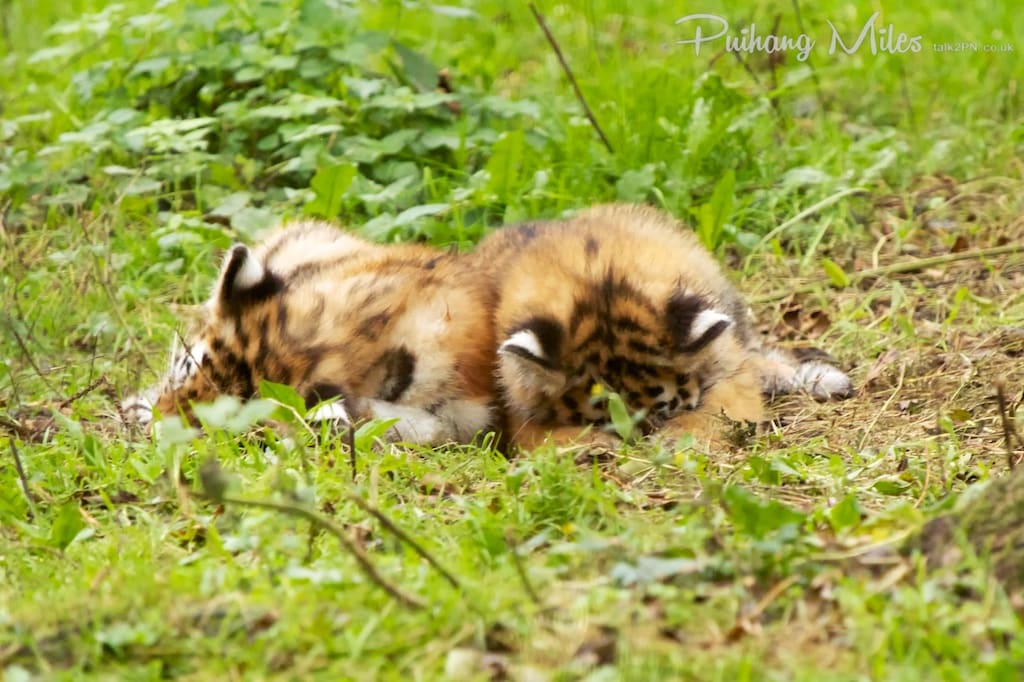 exhausted tiger cubs