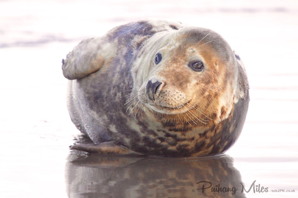 Donna Nook seal lying on a wet beach