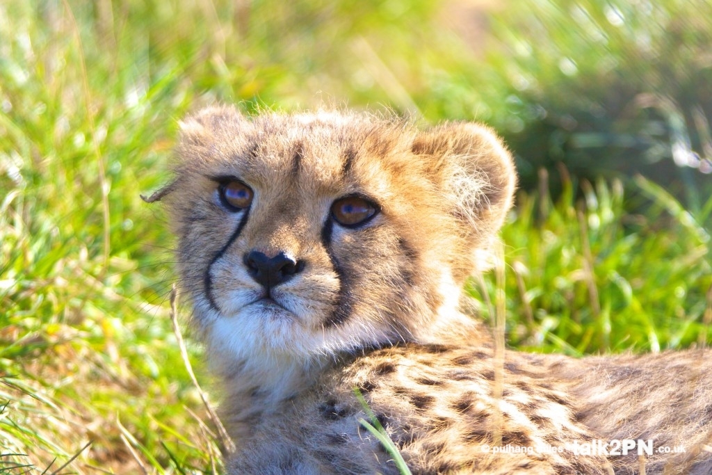 Cheetah cub looking up