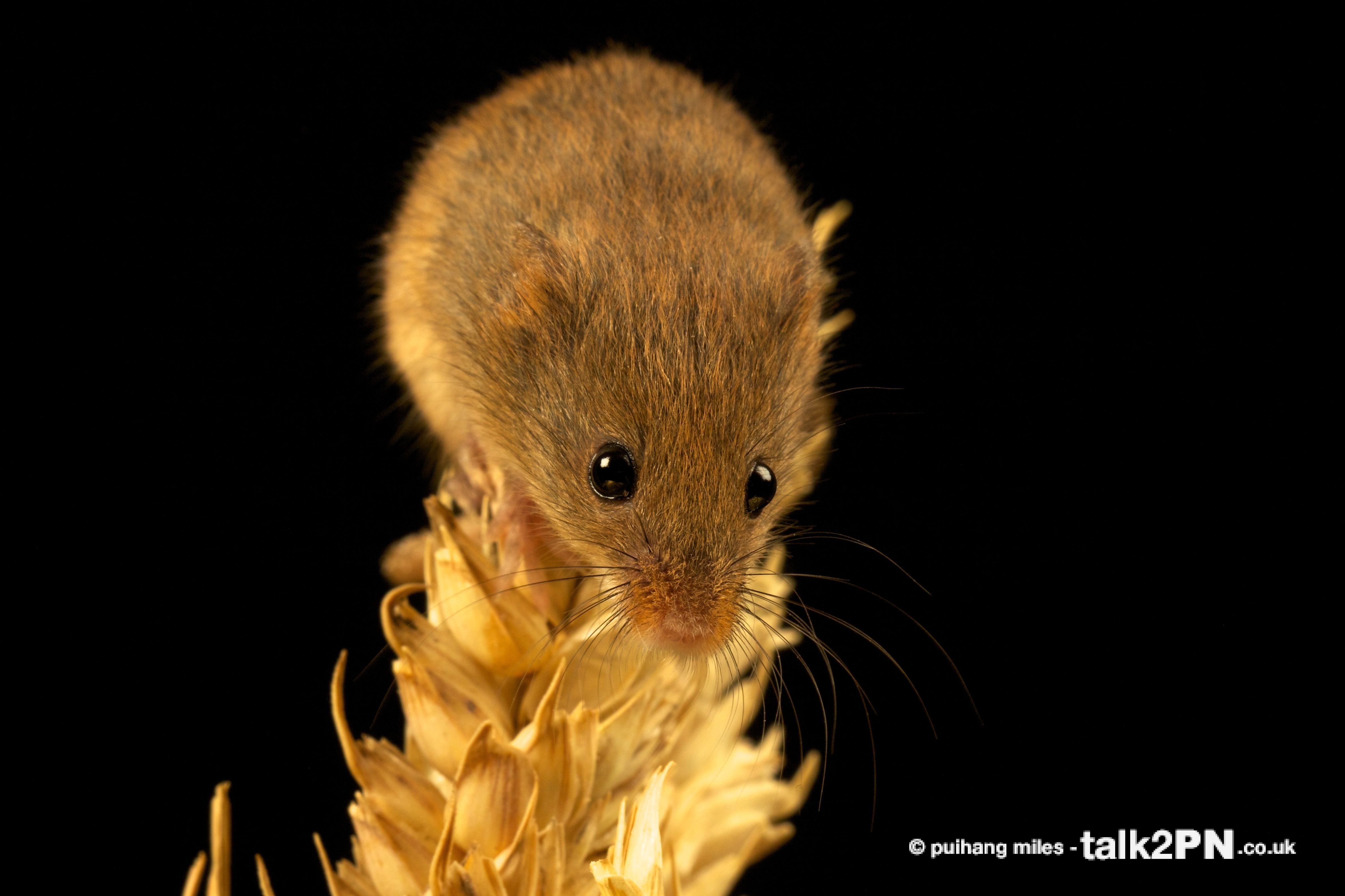 Harvest Mouse climbing over head of corn