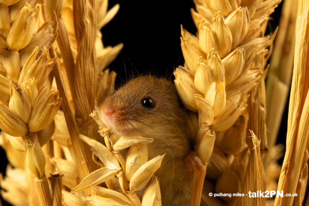 Baby Harvest Mouse peeking through the corn