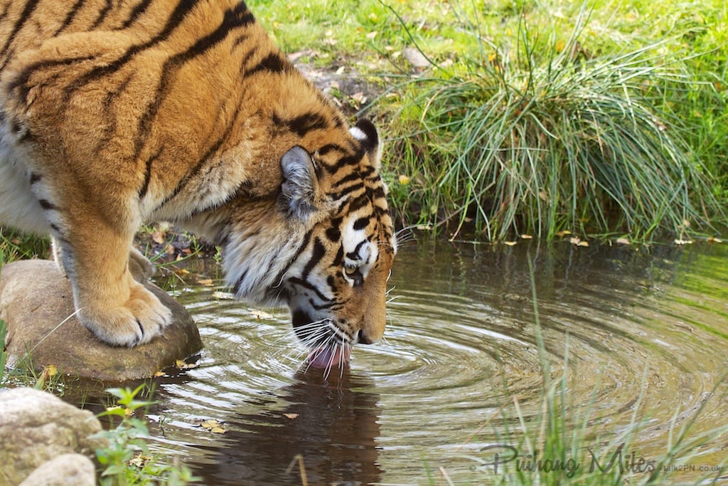 Amur tiger drinking water