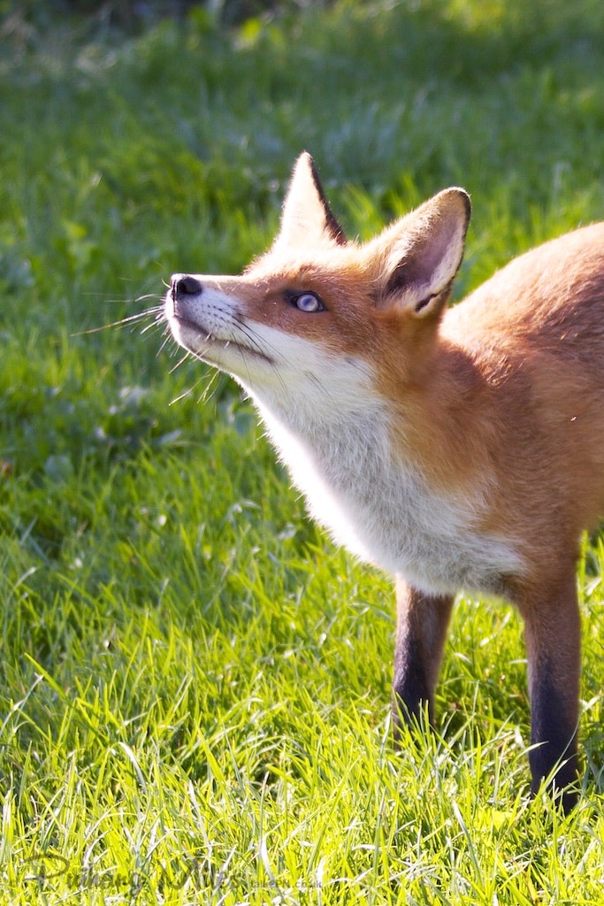 Attentive british wildlife fox cub