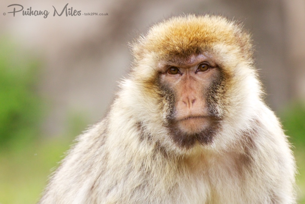 Barbary Macaque photographed at Apenheul Primate Park