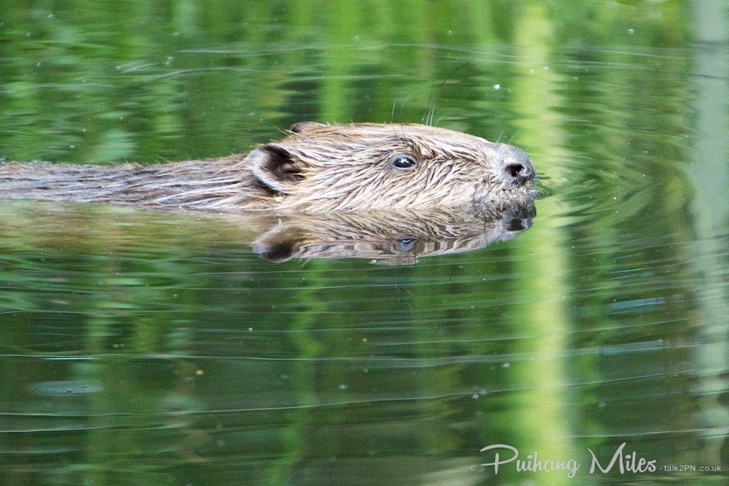 Beaver photographed at the Wildwood Trust