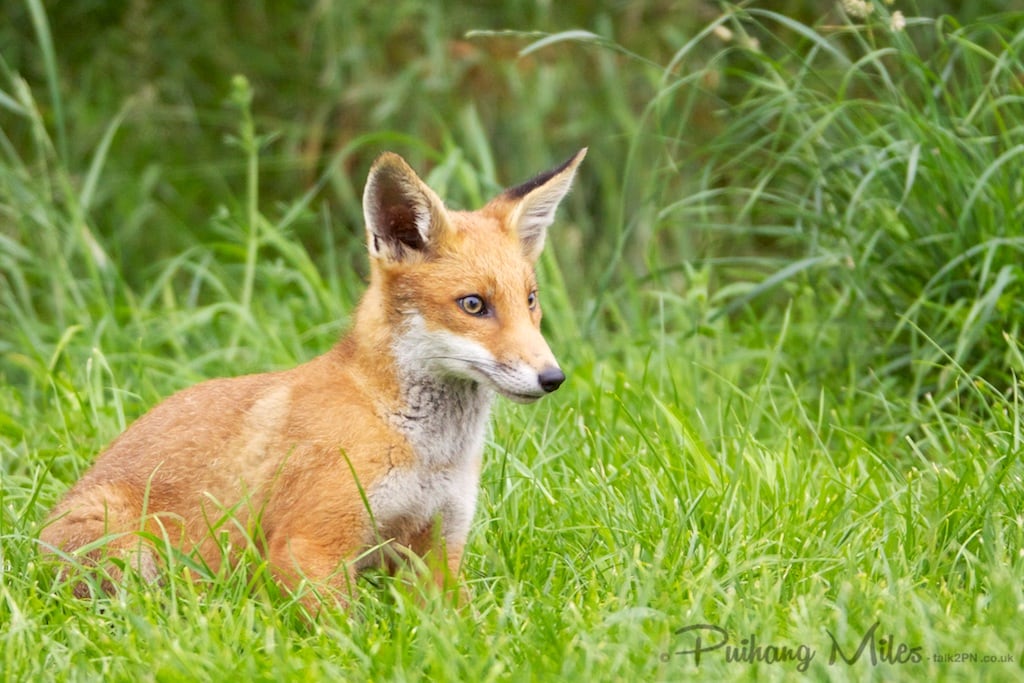 Bright eyed fox cub