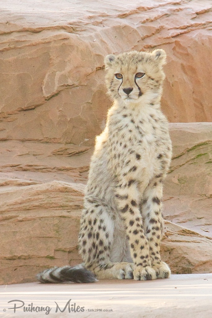 Cheetah Cub posing