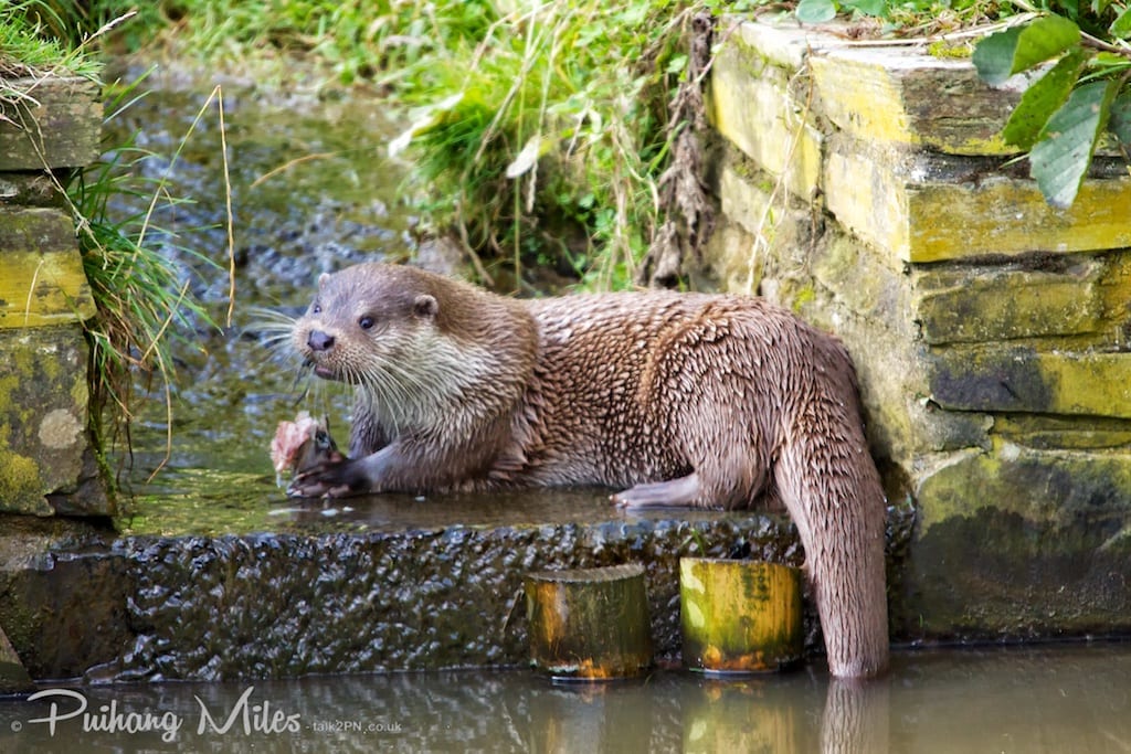 Female british otter eating fish