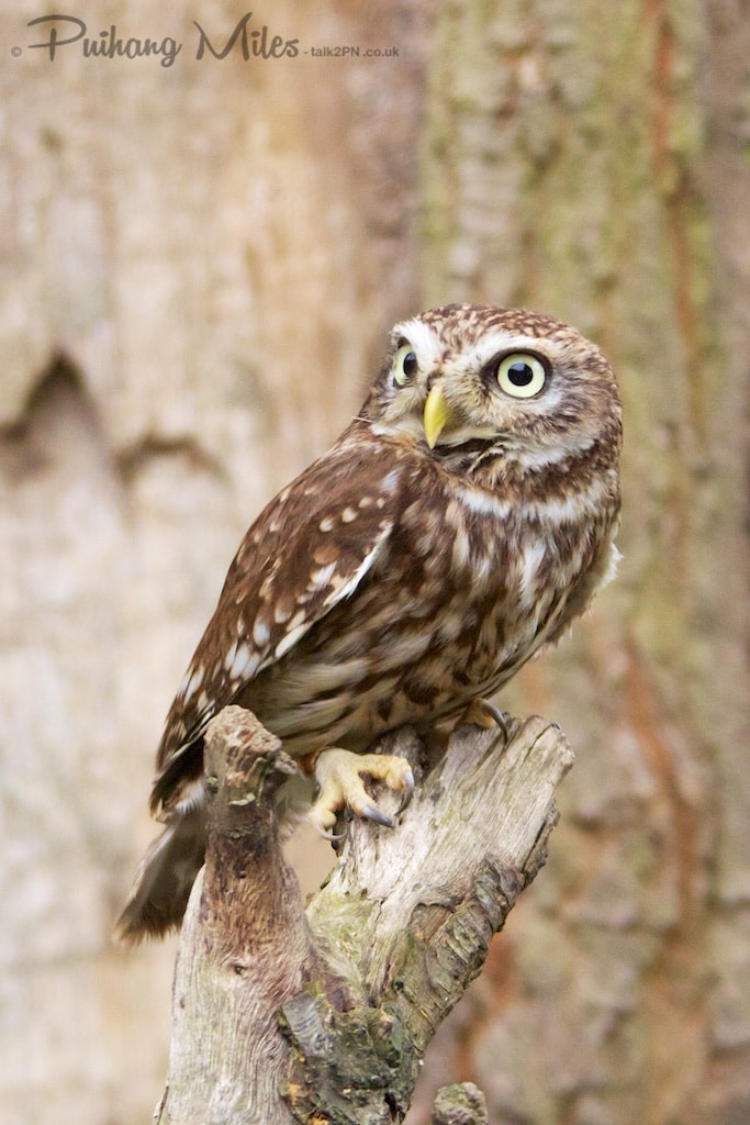Little owl perched on a stump