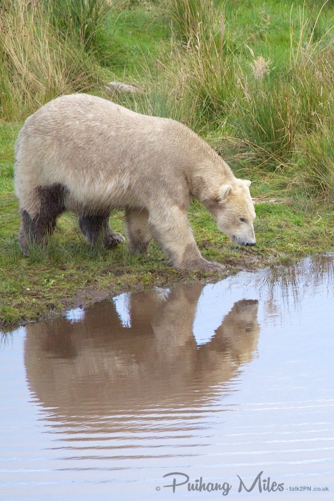 Polar Bear reflection