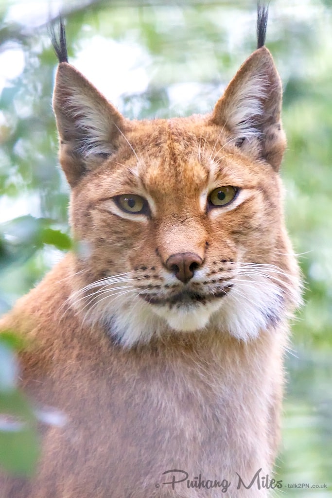Portrait of a Lynx