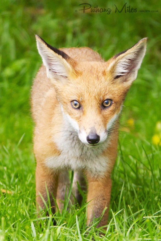 Portrait of a fox cub