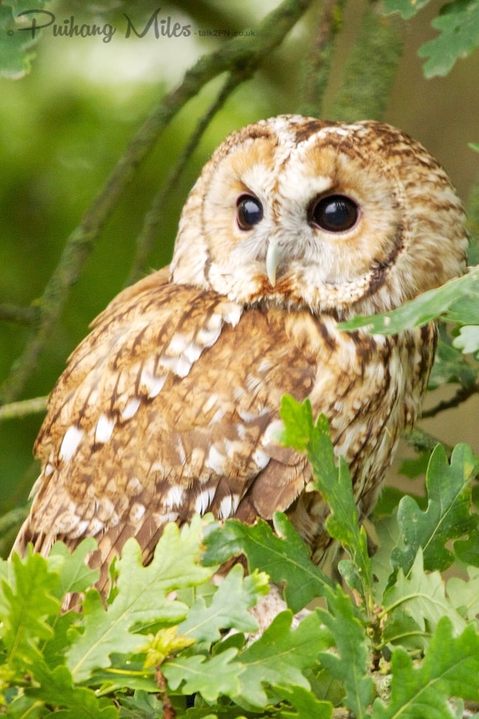 Portrait of a tawny owl