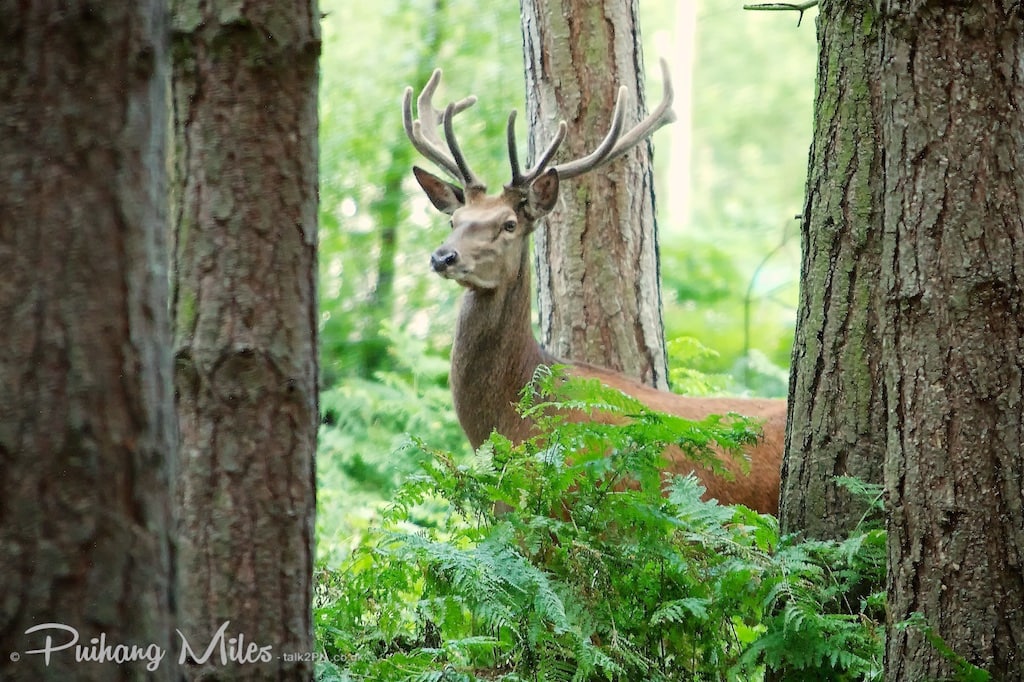 Red Stag in the woods