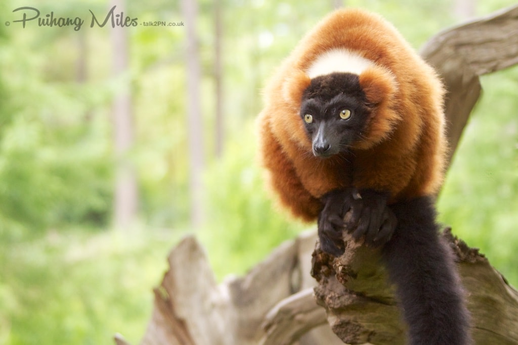 Red ruffed lemur at Apenheul Primate Park
