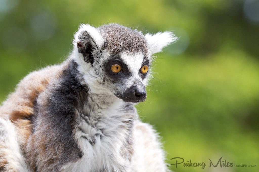 Ring Tailed Lemur posing as the thinker