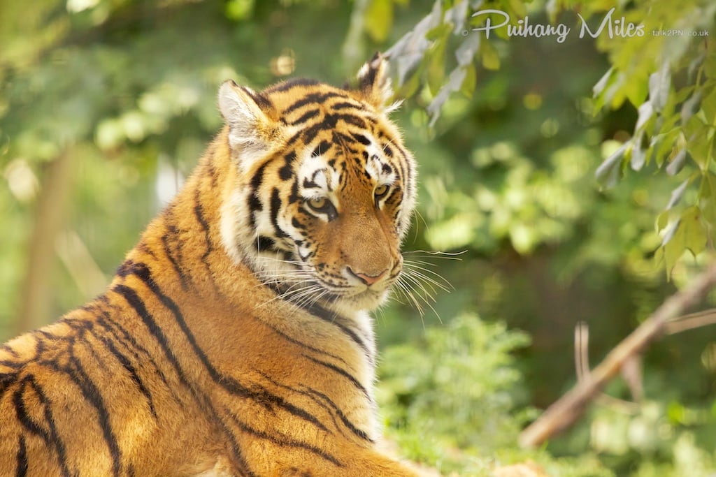 Thinking Amur Tigress