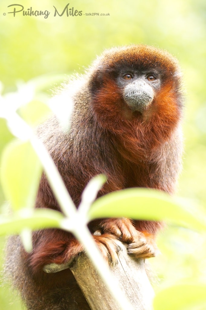 Titi Monkey as photographed by Pui Hang Miles at Apenheul Primate Park