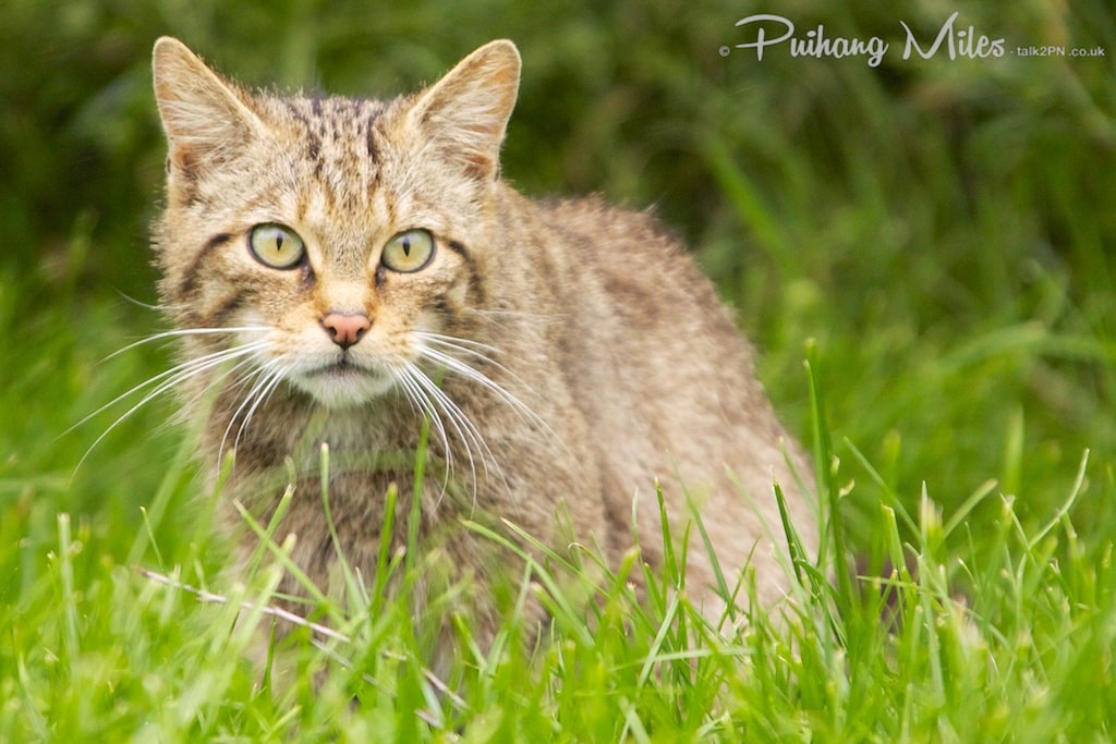 Watchful wildcat