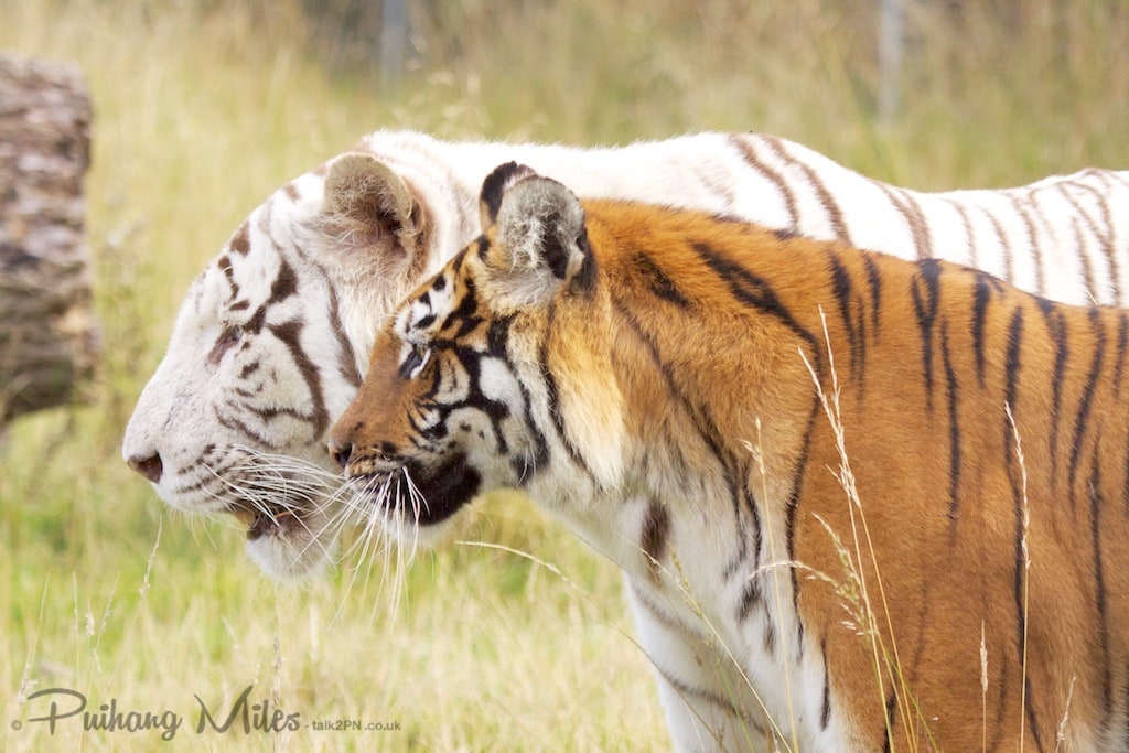 White tiger, orange tiger