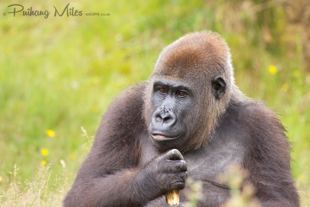 Female silverback gorilla