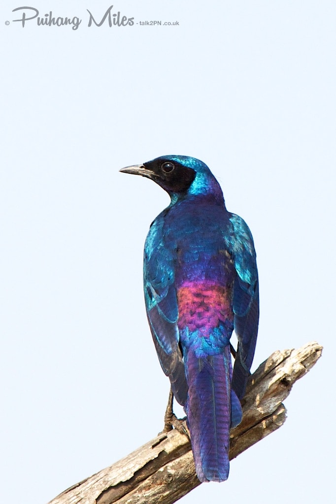 Burchell's Starling as photographed on our south african safari