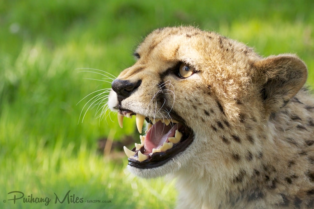 Murphy the Snarling Cheetah from WHF Smarden