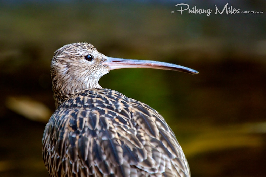 Eurasian Curlew taken at Colchester Zoo by Pui Hang Miles