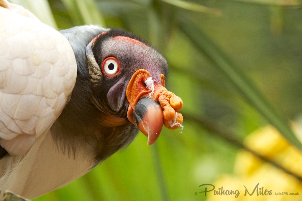 King Vulture at Colchester Zoo
