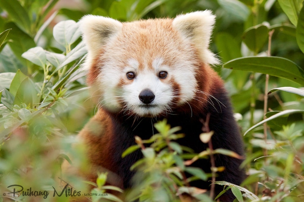 Red Panda in bamboo by Pui Hang Miles